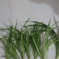 قلمه گل|گل و گیاه طبیعی|نیشابور, گنبد سبز|دیوار