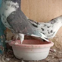 کفتر|پرنده|سیرجان, |دیوار