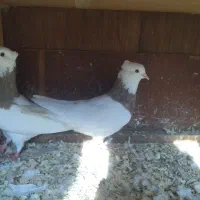 فروش کبوتر طوقی