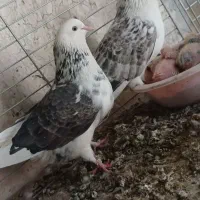 کبوتر گرو