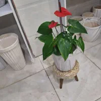 گل وگیاه طبیعی