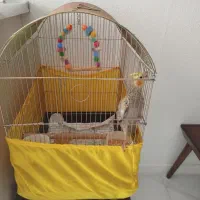 عروس هلندی|پرنده|تهران, مشیریه|دیوار