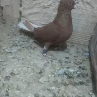 ی سرغ دوم سفید پرشی