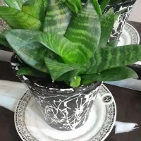 گلهای طبیعی خانگی