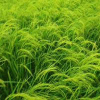 دستگاه وجین برنج