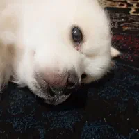 پامر پا کوتاه