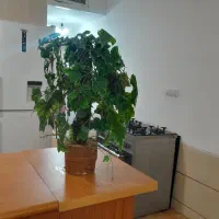 درخت انگور مصنوعی ۹۰سانت هست|گل مصنوعی|شیراز, ارم|دیوار