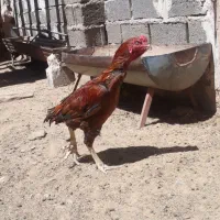 خروس لاری فروشی