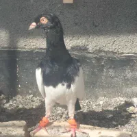 یهودی سیاه|پرنده|ملک‌آباد, |دیوار