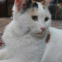 گربه پشمالو