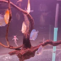 آکواریوم با ماهی