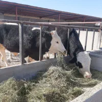 گوساله نر و ماده|حیوانات مزرعه|مشهد, خرم آباد|دیوار