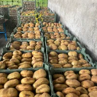 کیوی دوقلو برای عراق|عمدهفروشی|قصرشیرین, |دیوار