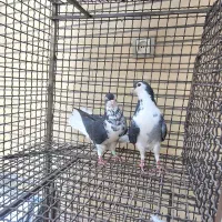 کبوتر|پرنده|اصفهان, ستار|دیوار