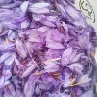 گل زعفران تربت