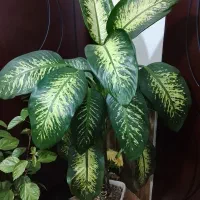 گل دیفن باخیا|گل و گیاه طبیعی|سیلوانه, |دیوار