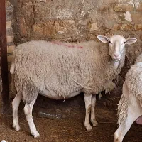 میش لاروف درجه یک فرانسوی