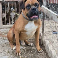 یک جفت سگ نژاد باکستر * مولد*|سگ|مشهد, چهارچشمه|دیوار