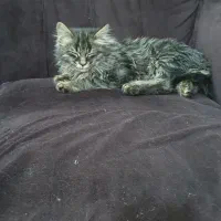 بچه گربه|گربه|مشهد, نظام دوست|دیوار