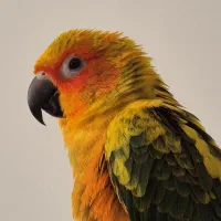 خورشیدی نر و ماده