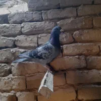 پولکی نر نژاد جانسون