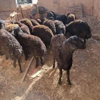 بره نر قره قزل اصل