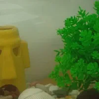 آکواریوم شیشه خم با اسکار|ماهی|قزوین, |دیوار