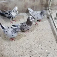 دو جفت نروماده سرورب شرط پرش|پرنده|سراب, |دیوار