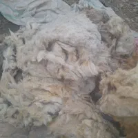پشم گوسفند