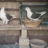 کبوتر