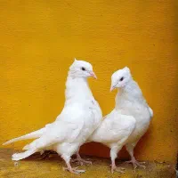 کبوتر پرشی غریب|پرنده|کوهدشت, |دیوار