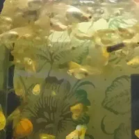 ماهی گوپی زیبا|ماهی|کرمانشاه, |دیوار