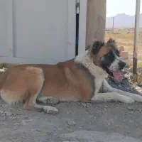 سگ خراسانی|سگ|زاوه, |دیوار