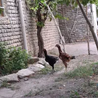 دوتا مرغ لاری