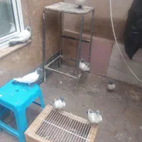 کبوتران دورح گوباش۷عدد
