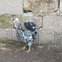 گلین لری قلم سبز|حیوانات مزرعه|رباط‌کریم, رباط‌کریم|دیوار