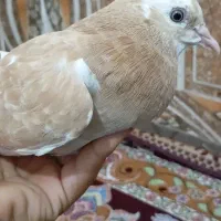 کبوتر زرد|پرنده|خان ببین, |دیوار