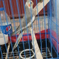 ariahesam|پرنده|گرگان, |دیوار