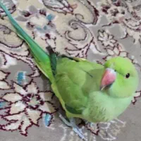 طوطی ملنگو نر|پرنده|خمینی‌شهر, |دیوار