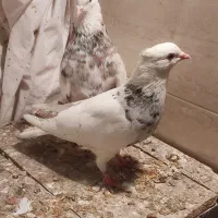 12تا کفترطوقی|پرنده|تهران, هاشمی|دیوار