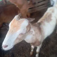 کهره نرسه دنگی