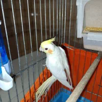 عروس هلندی لوتینو