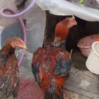 لاری  سه عدد|حیوانات|اردبیل, |دیوار