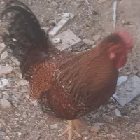 خروس جوان و زیبا|حیوانات مزرعه|خمینیشهر, |دیوار