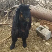 پازن بختیاری جوان23000000|حیوانات مزرعه|دوگنبدان, |دیوار