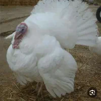 بوقلمون گوشتی