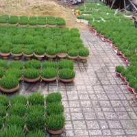 پخش و تولید سفالی