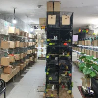 کوتوله‌مرغ‌عشق‌گرینچیک‌ملنگو‌برزیلی‌فنچ‌سهره‌طوطی