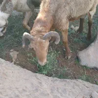 قوچ چینی|حیوانات مزرعه|شیراز, رکن‌آباد|دیوار