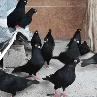 کبوتر|پرنده|ایذه, |دیوار